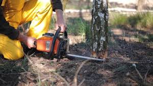 Best Fruit Tree Pruning  in Lee Acres, NM