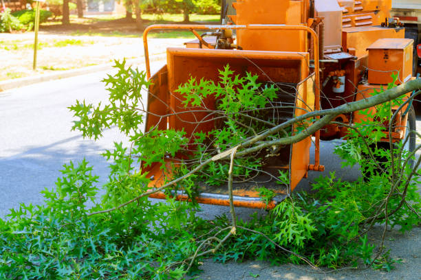 Best Tree Trimming and Pruning  in Lee Acres, NM