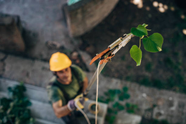 Best Tree Health Inspection  in Lee Acres, NM