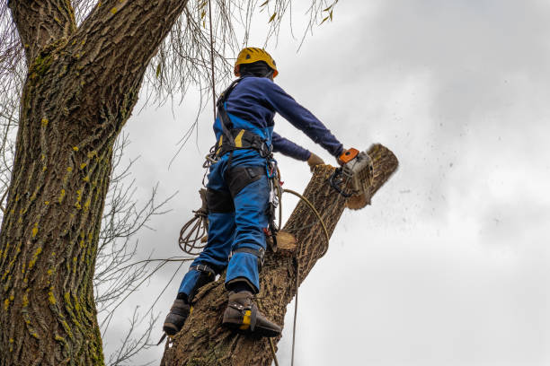 Best Tree Maintenance Programs  in Lee Acres, NM