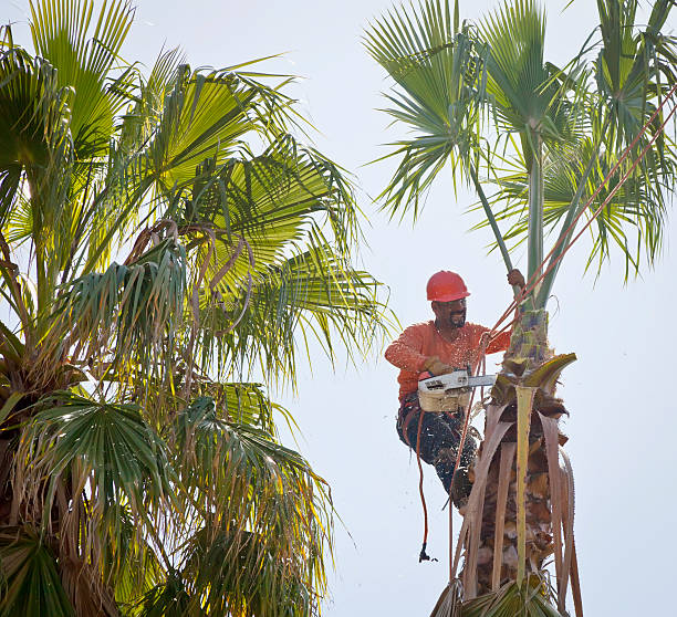 Best Tree and Shrub Care  in Lee Acres, NM