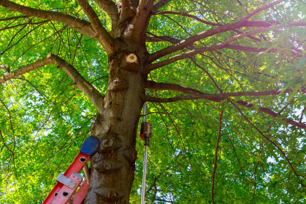 Best Tree Removal  in Lee Acres, NM